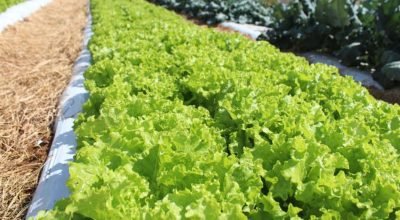 © Italo Ludke/Embrapa