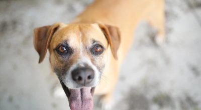 1 de 1 Cachorro caramelo olha para a câmera em foto colorida - Metrópoles - Foto: Getty Images