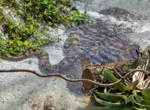 1 de 1 Anaconda (sucuri-verde) - Foto: Butantan/Reprodução