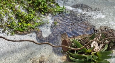 1 de 1 Anaconda (sucuri-verde) - Foto: Butantan/Reprodução