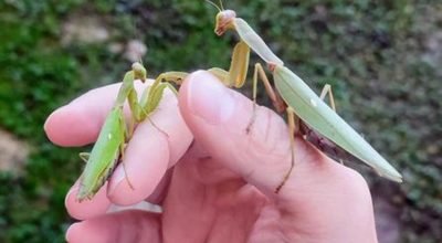 1 de 1 Imagem colorida dos louva-a-deus asiáticos invasores - Metrópoles - Foto: Divulgação/R...