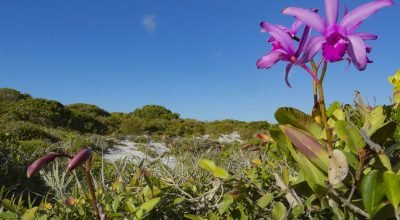 © Gustavo Pedro/Divulgação