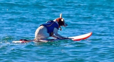 1 de 1 Foto colorida de Sugar surfando - Foto: Reprodução/Instagram